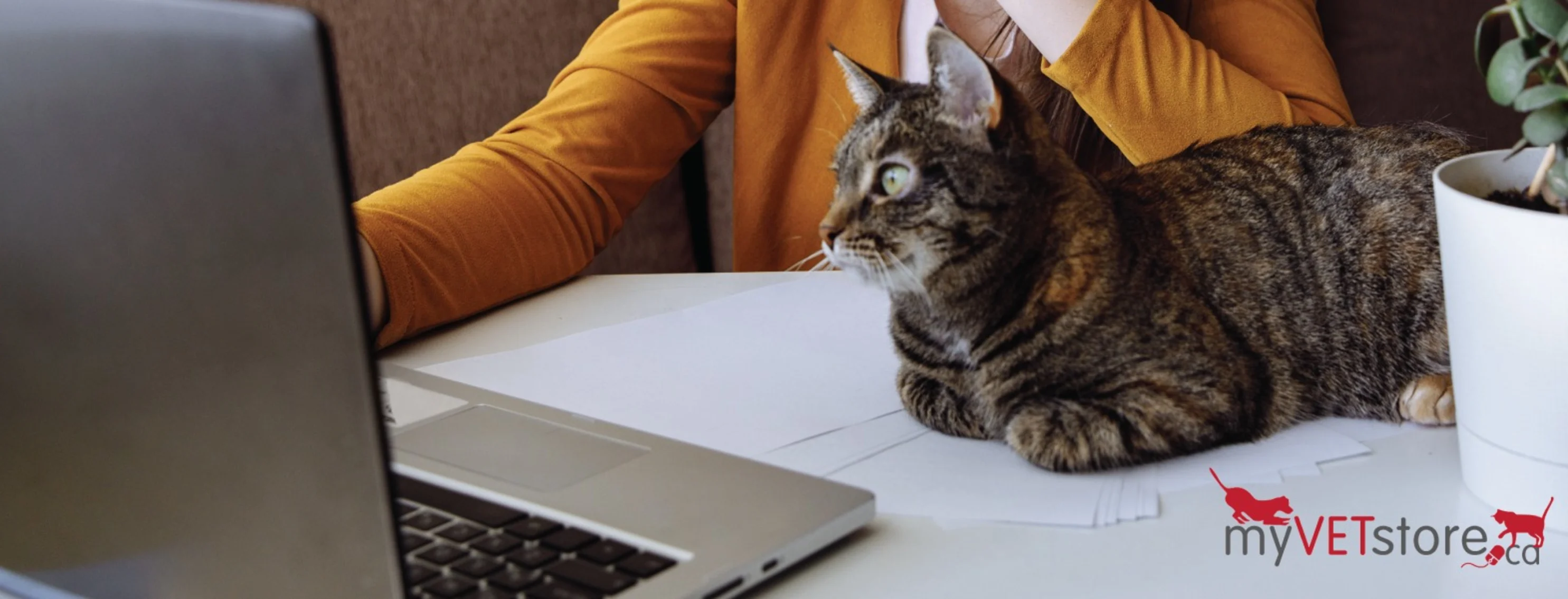 A cat in front of a laptop with myVETstore logo